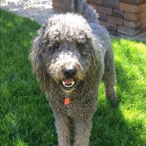 Meet your Posher, Allie